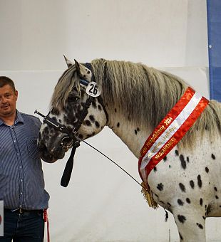 ARGE Noriker Hengstkörung 2024