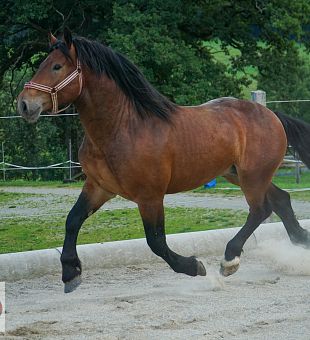 Noriker Junghengst Wallenstein Nero XVII