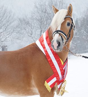 Zuchthengst WALESCANO - Pferd des Jahres 2024