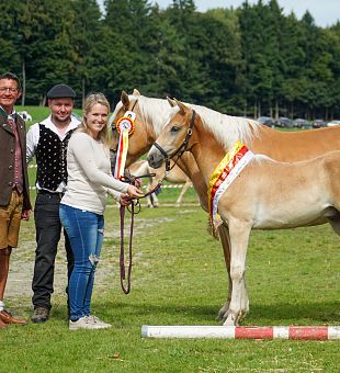 Kärntner Haflinger Fohlenschau und Haflinger Umgänglichkeitsprüfung 2025
