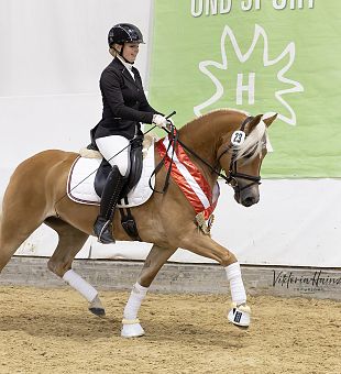 ARGE Haflinger Bundesjungstutenschau & Bundeschampionat 2025