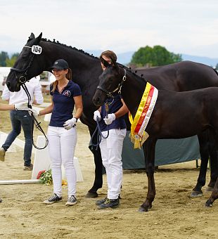 Kärntner Pferdefestival 2024 - Warmblut & Pinto Stutbuchaufnahme & Fohlenschau