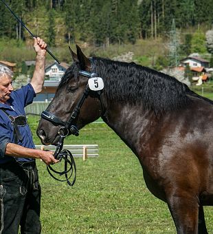 Norikerstute Granat - Grace