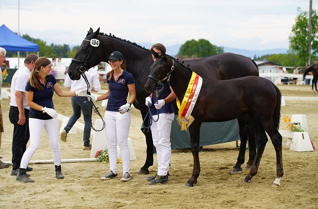 Kärntner Pferdefestival 2024 - Warmblut & Pinto Stutbuchaufnahme & Fohlenschau