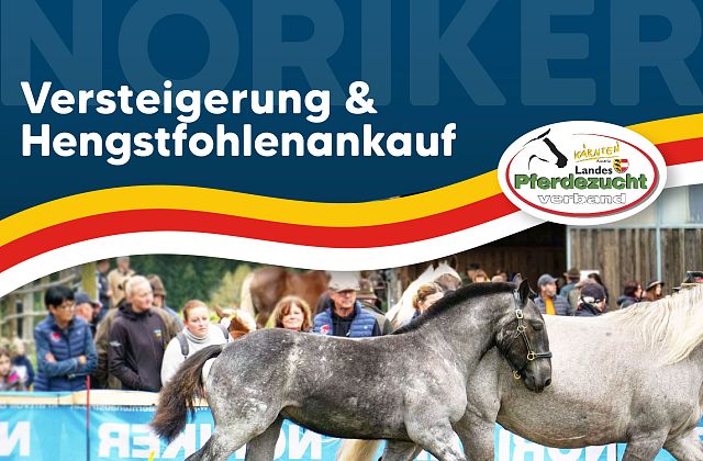 Kärntner Noriker Hengstfohlenankauf des LPZV Kärnten & Versteigerung