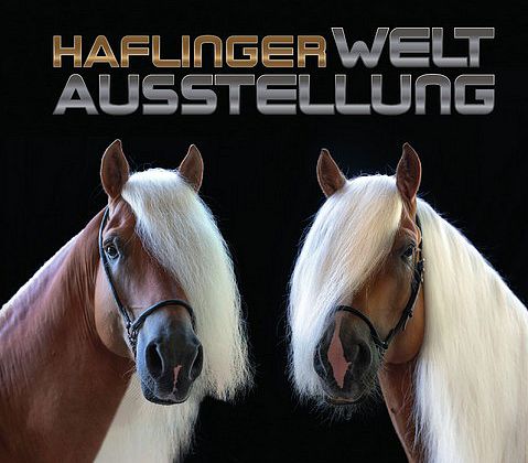 Haflinger Weltausstellung 2025