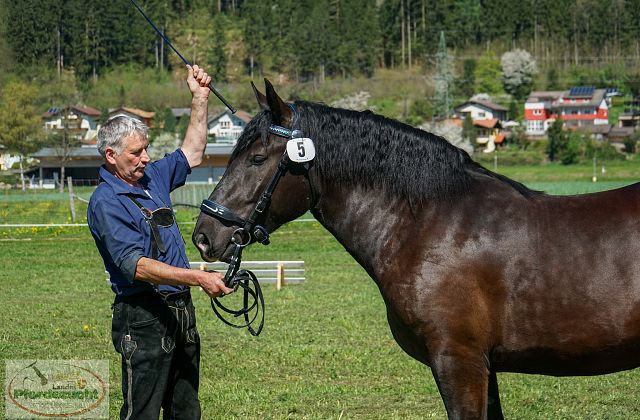 Noriker Verkaufspferde